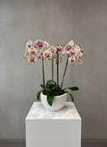 NATURAL ORCHID ARRANGEMENT