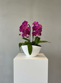 NATURAL ORCHID ARRANGEMENT