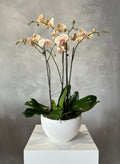 NATURAL ORCHID ARRANGEMENT