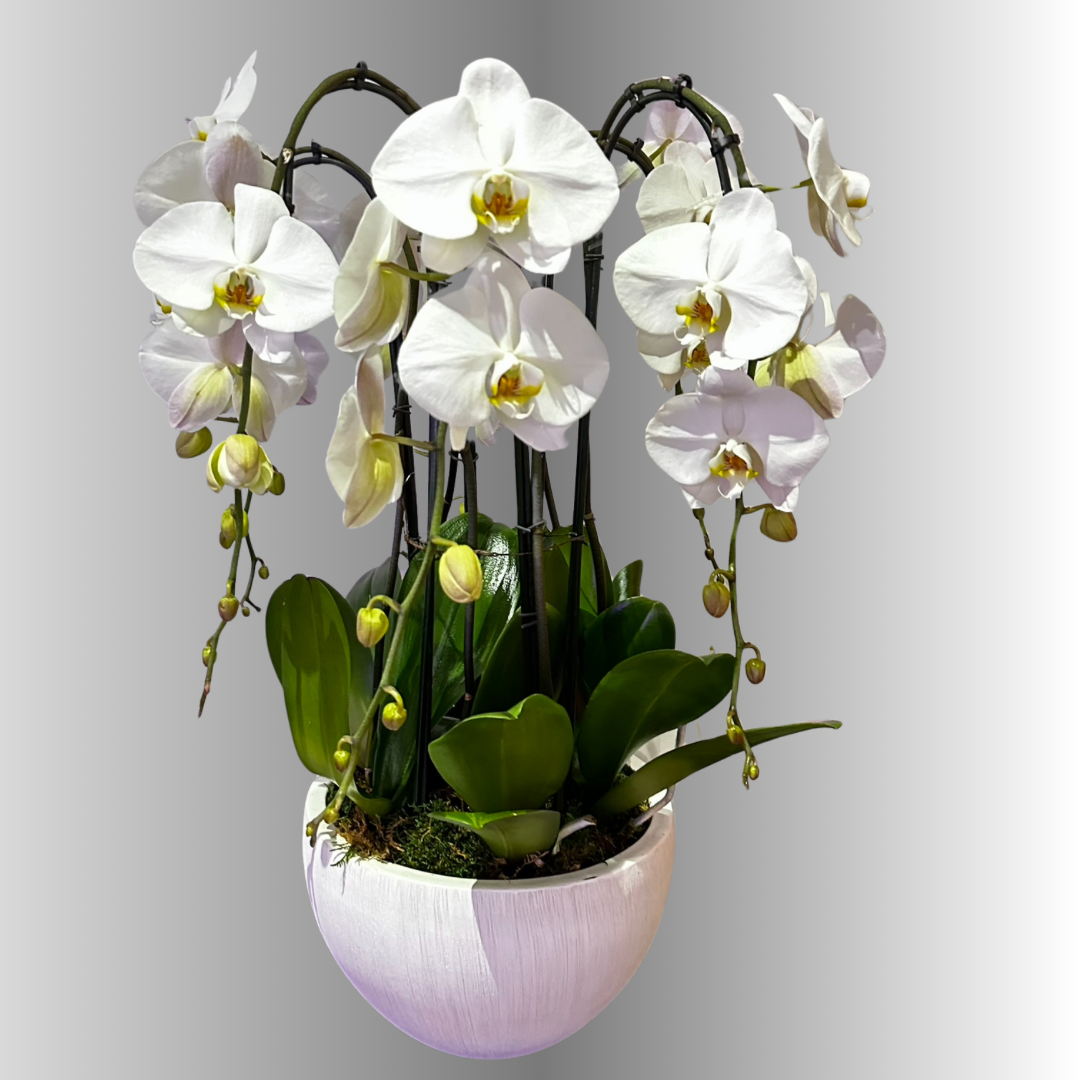 NATURAL ORCHID ARRANGEMENT