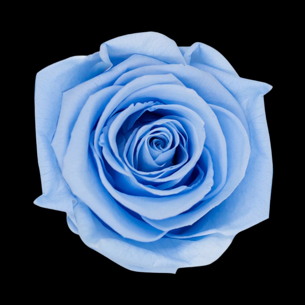 Single Stem Forever Roses