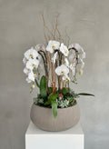 Orchid arrangement