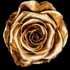 100 STEM FOREVER ROSE BALL - PRESERVED ROSES