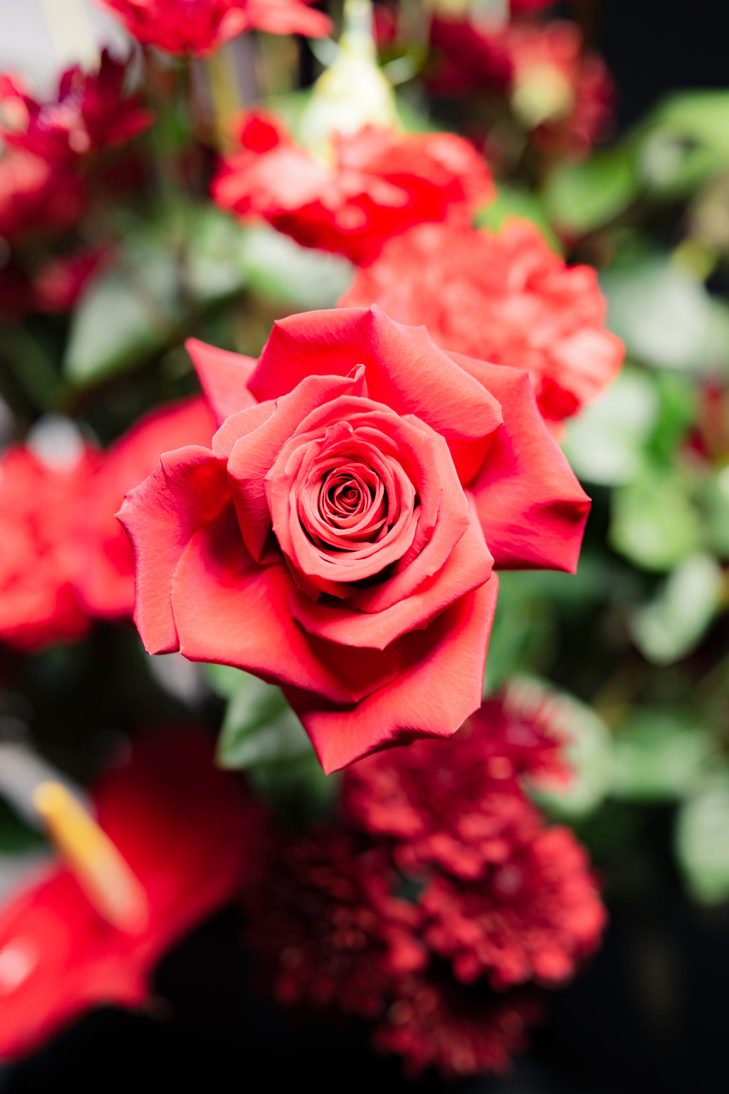Red Anthurium & Roses Arrangement | Modern Floral Design