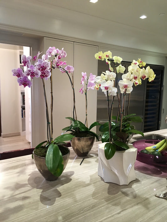 NATURAL ORCHID ARRANGEMENT