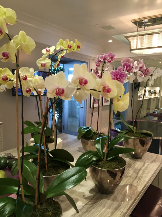 NATURAL ORCHID ARRANGEMENT