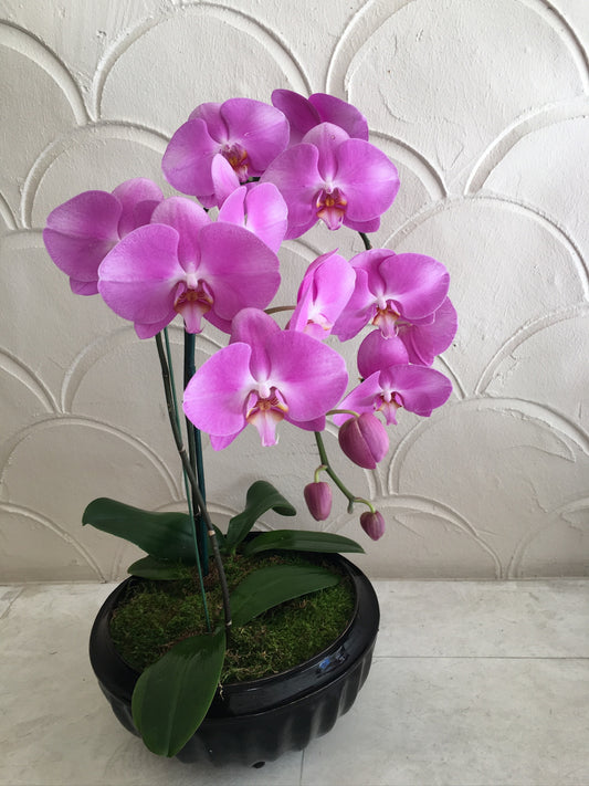NATURAL ORCHID ARRANGEMENT
