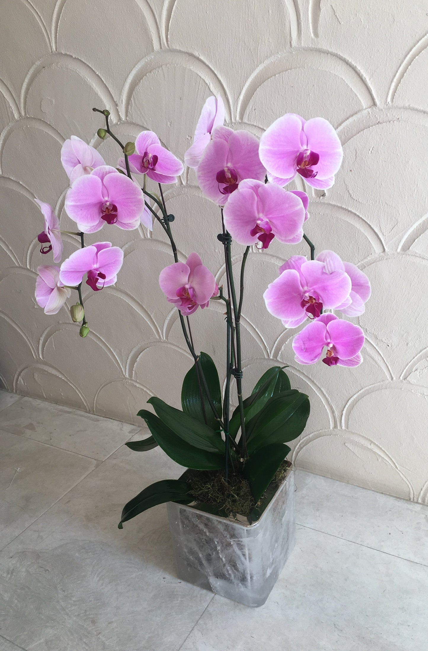 NATURAL ORCHID ARRANGEMENT