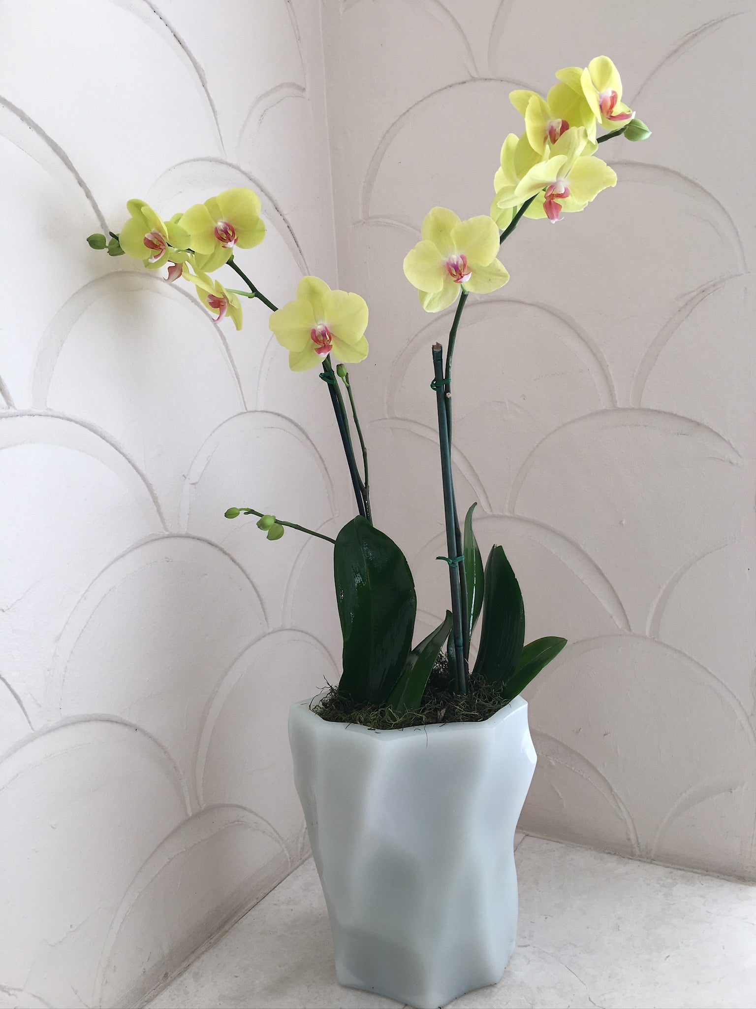 NATURAL ORCHID ARRANGEMENT