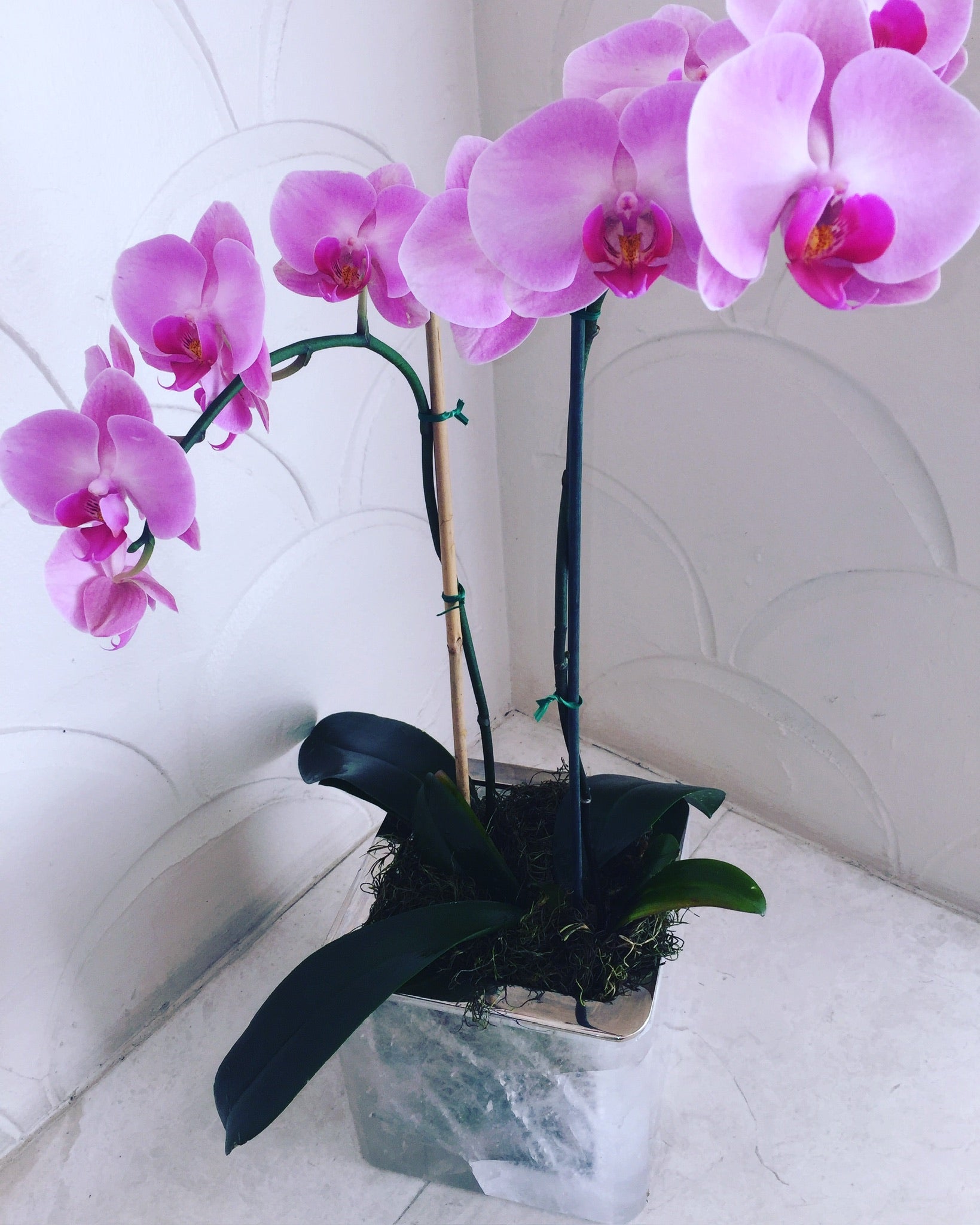 NATURAL OLRCHID ARRANGEMENT