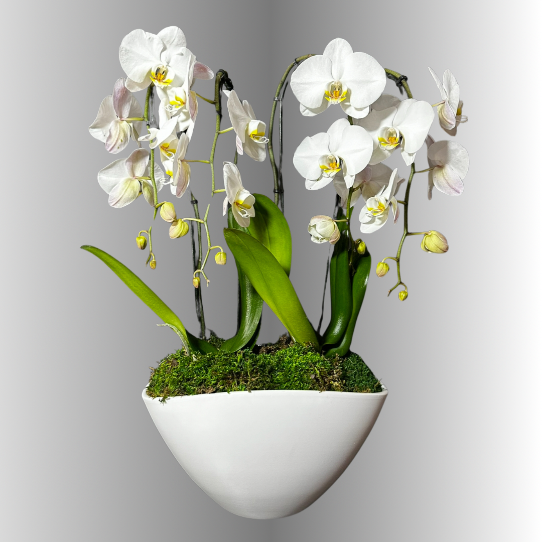 NATURAL ORCHID ARRANGEMENT