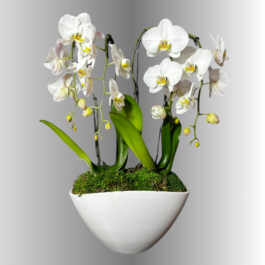 NATURAL ORCHID ARRANGEMENT