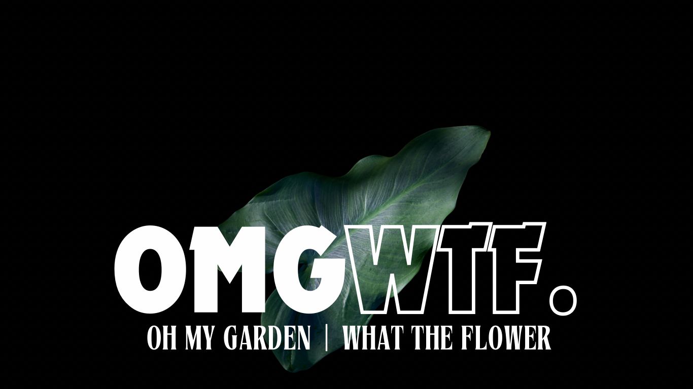 WTFlower | Luxury Preserved Roses & Custom Flower Gifts – Oh My