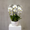 NATURAL ORCHID ARRANGEMENT