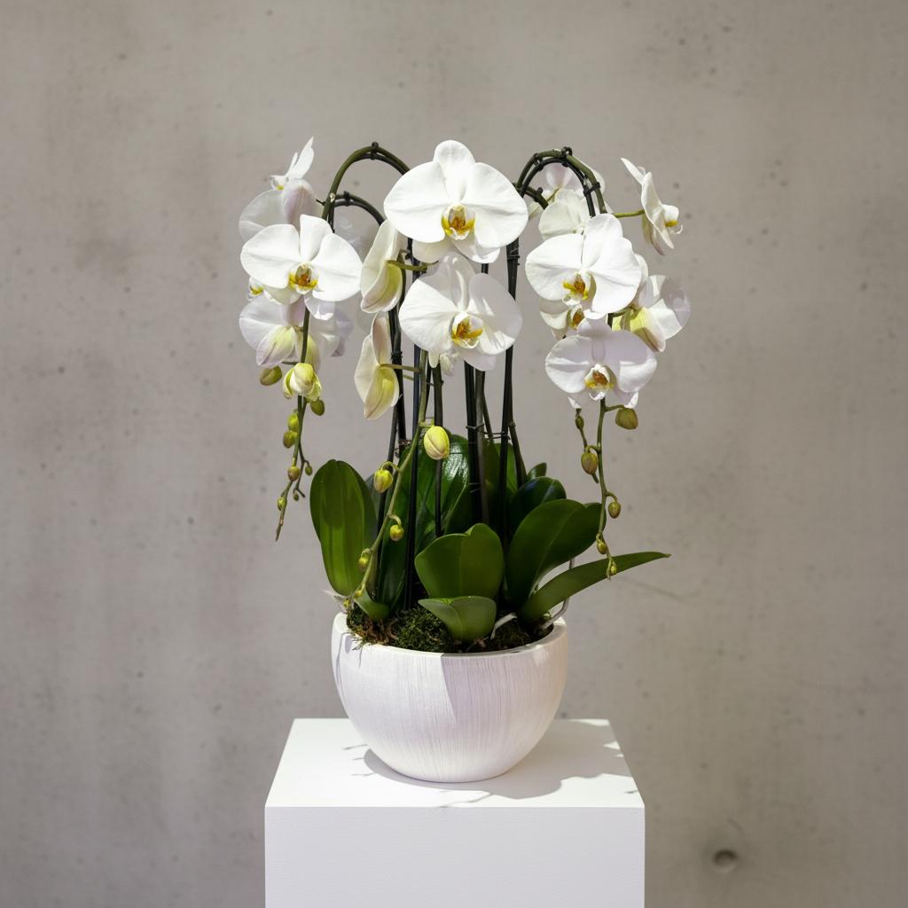 NATURAL ORCHID ARRANGEMENT