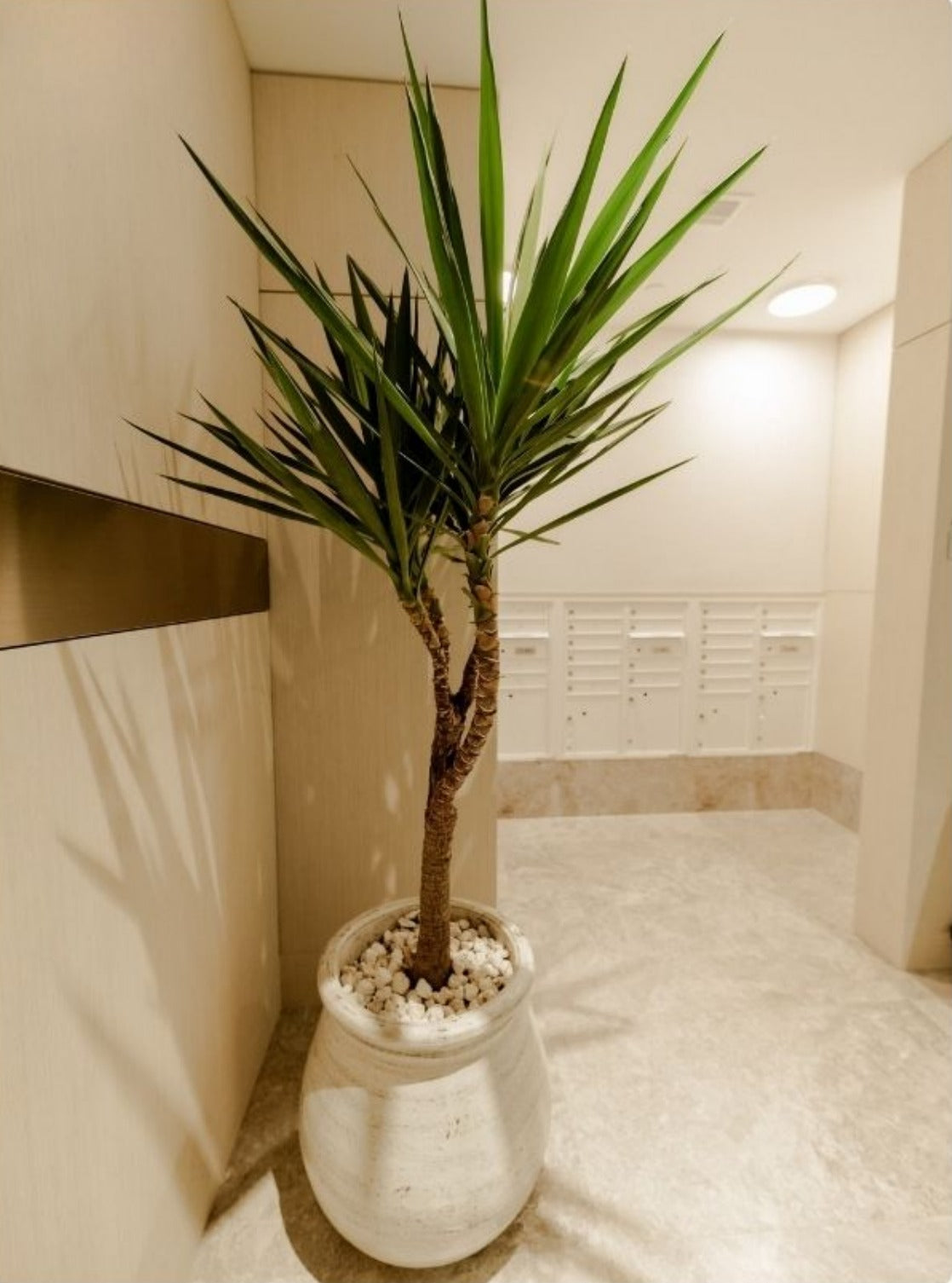 STATEMENT PLANTING / SCULPTURAL FORM