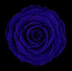 100 STEM FOREVER ROSE BALL - PRESERVED ROSES