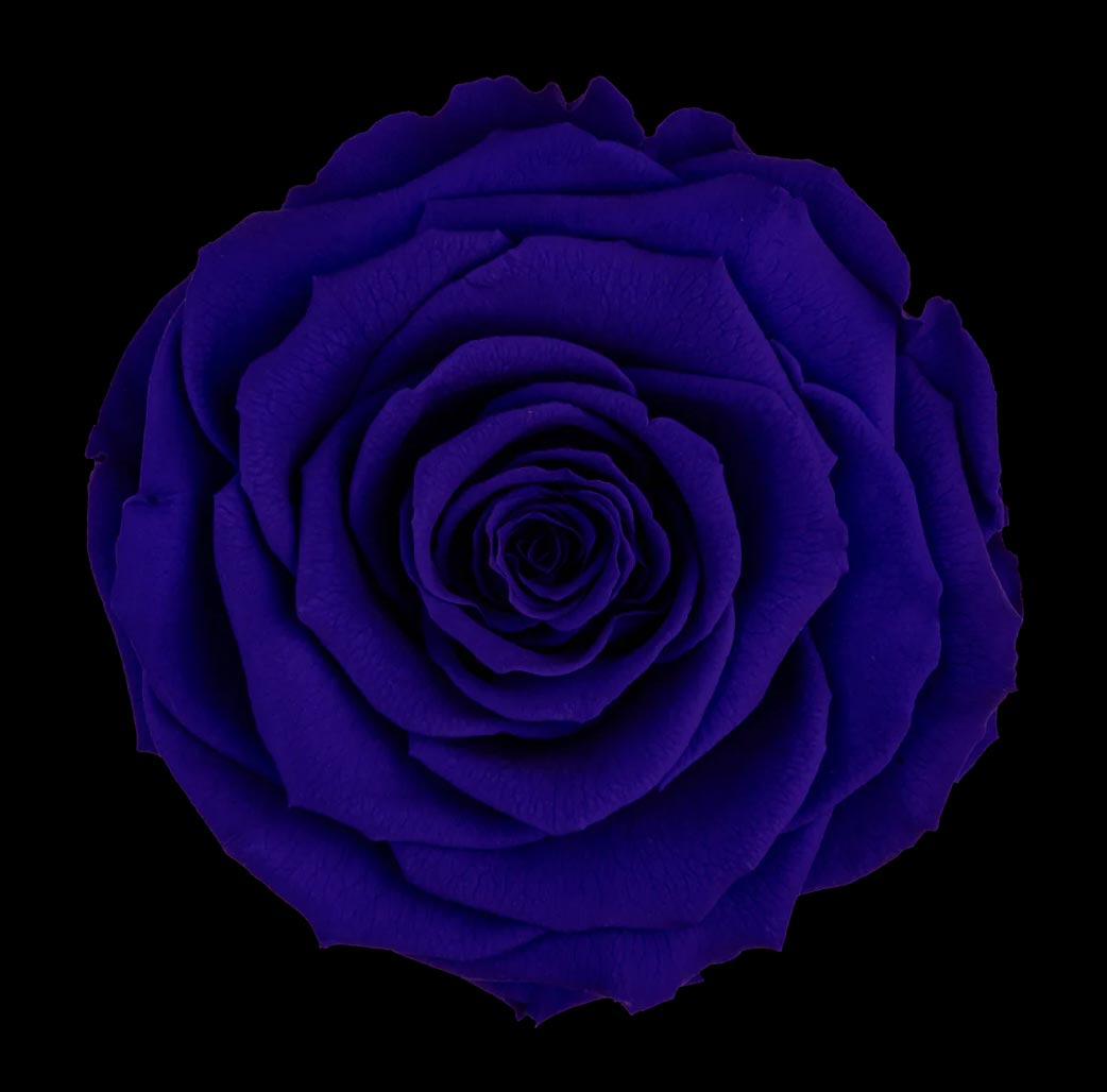 100 STEM FOREVER ROSE BALL - PRESERVED ROSES