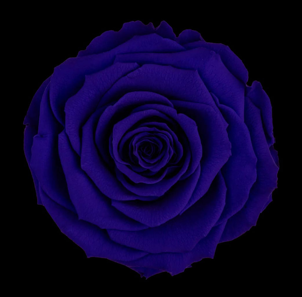 Luxury Long Stem Forever Rose Gift Box - PRESERVED ROSES