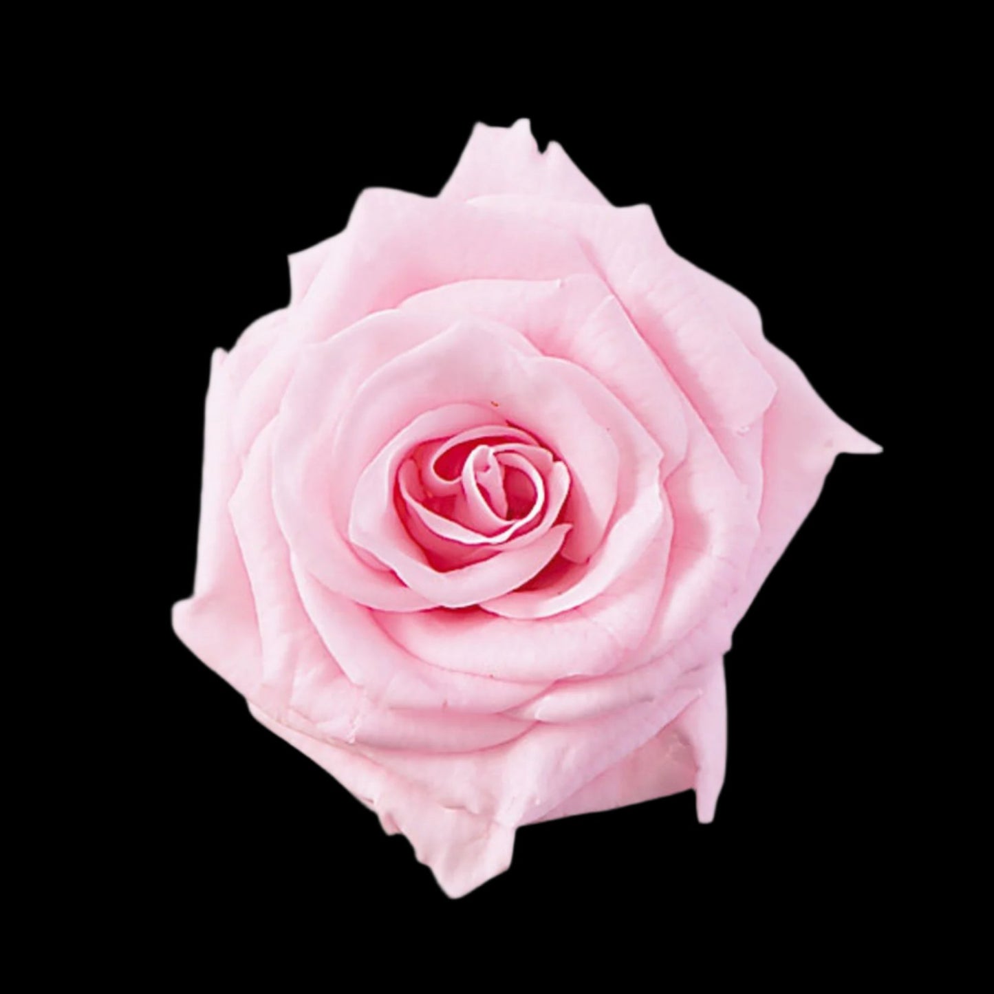Single Stem Forever Roses