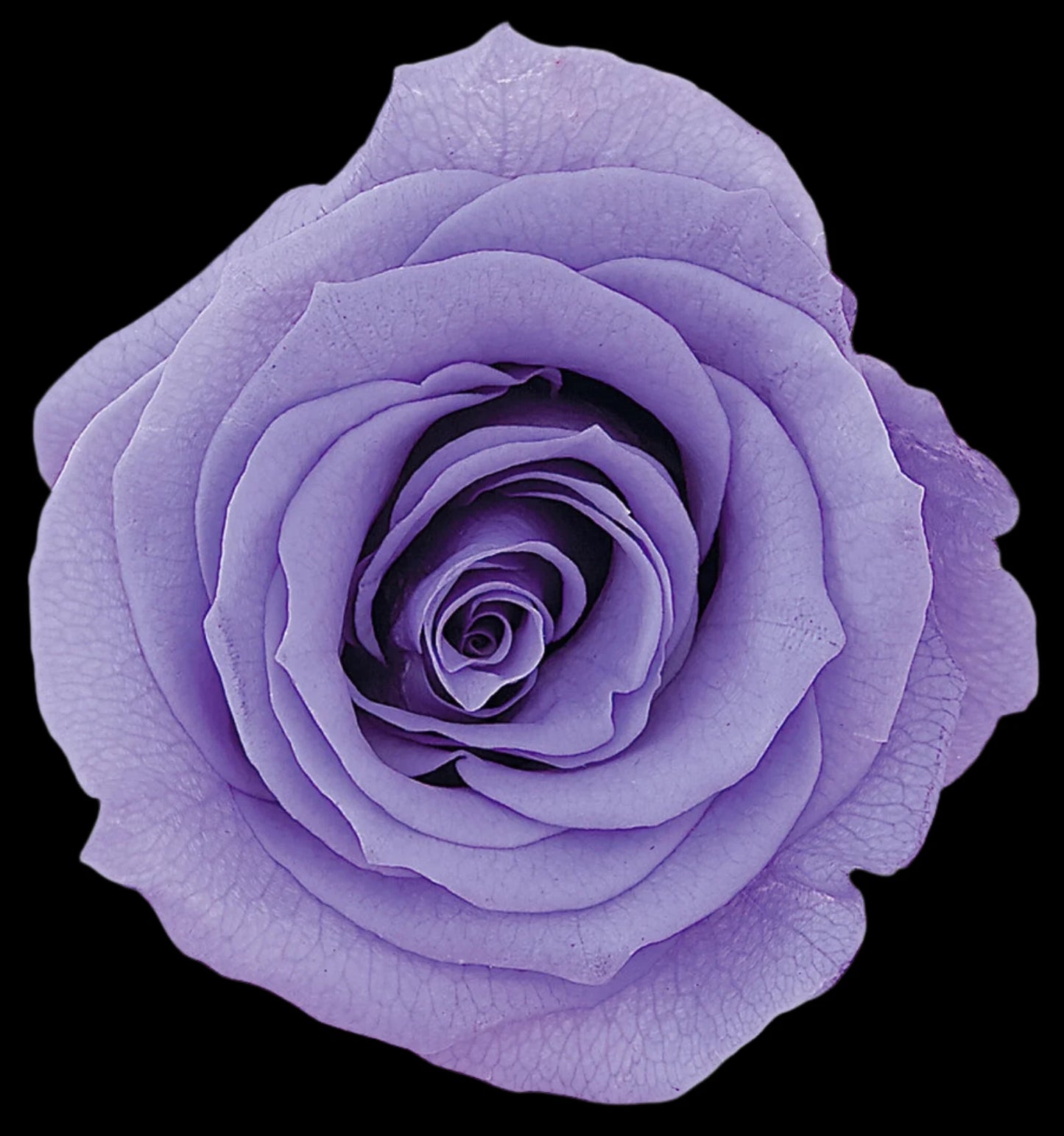 Single Stem Forever Roses