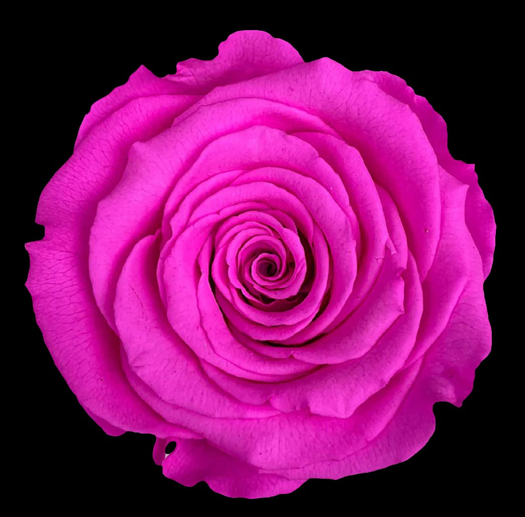 100 STEM FOREVER ROSE BALL - PRESERVED ROSES