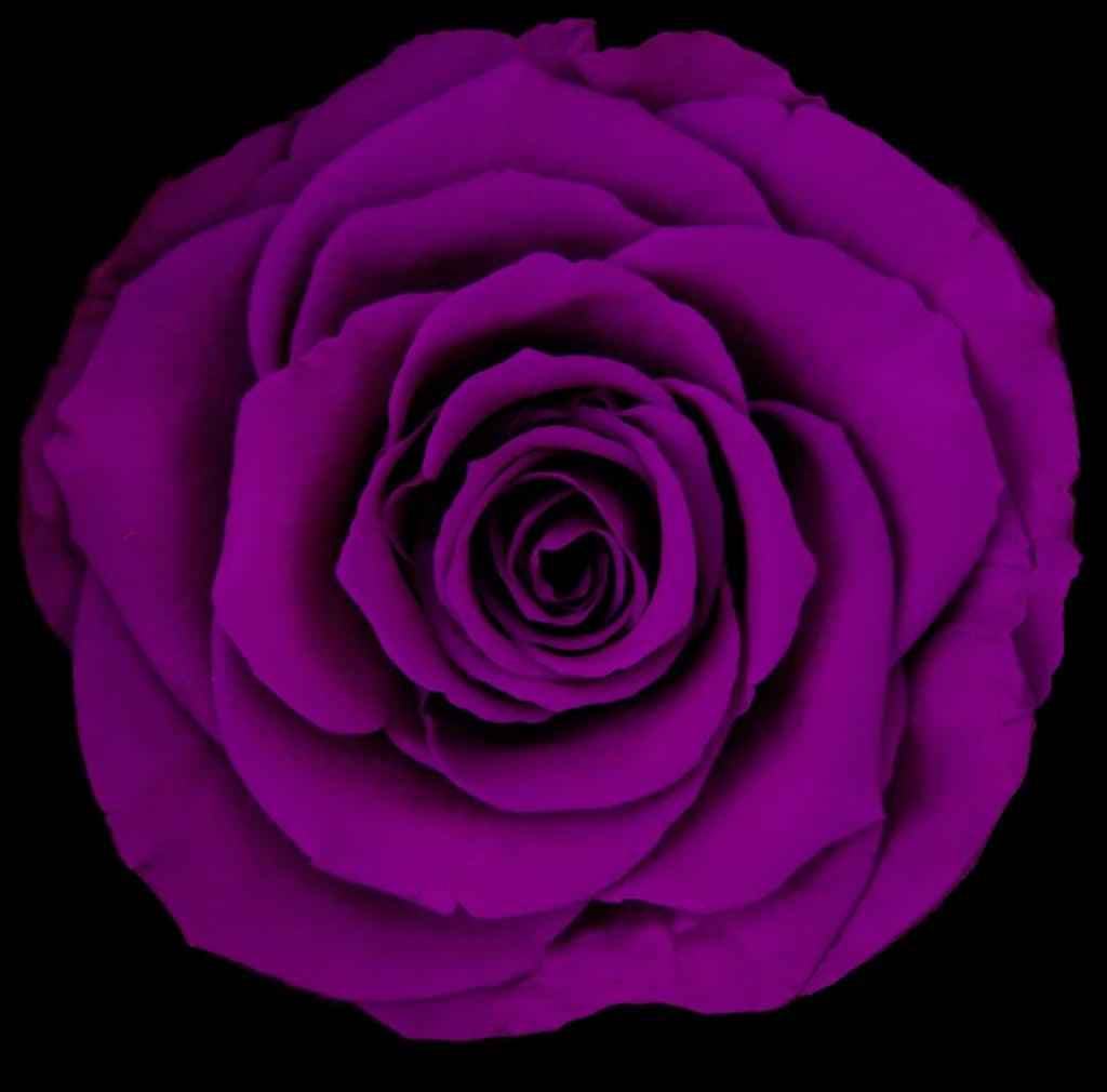 Luxury Long Stem Forever Rose Gift Box - PRESERVED ROSES
