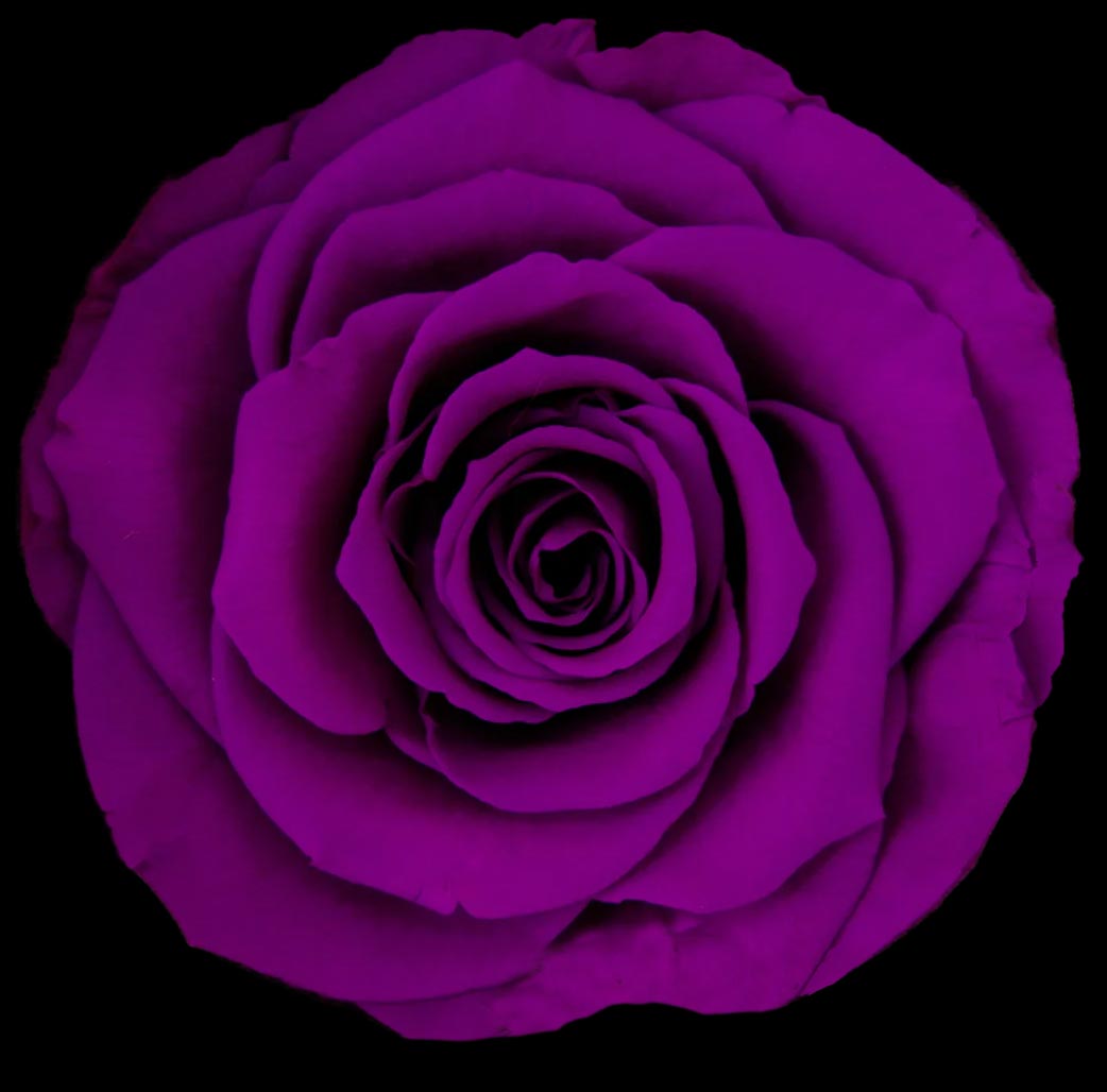 Luxury Long Stem Forever Rose Gift Box - PRESERVED ROSES
