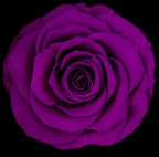 100 STEM FOREVER ROSE BALL - PRESERVED ROSES