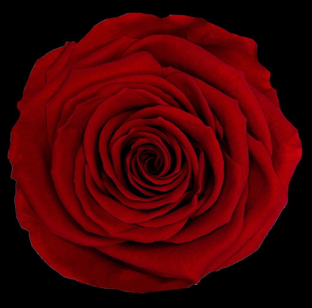 Luxury Long Stem Forever Rose Gift Box - PRESERVED ROSES