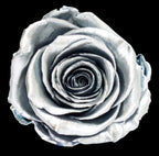 100 STEM FOREVER ROSE BALL - PRESERVED ROSES