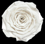 100 STEM FOREVER ROSE BALL - PRESERVED ROSES