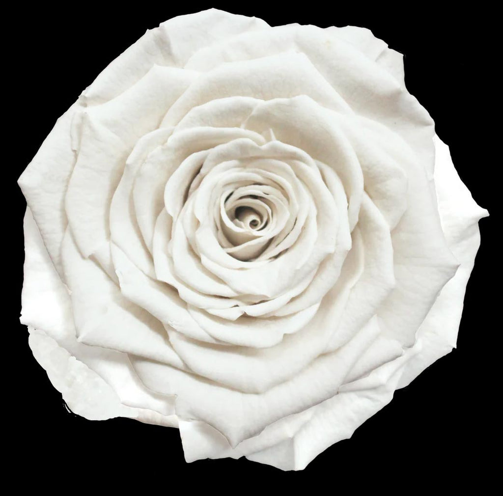 Luxury Long Stem Forever Rose Gift Box - PRESERVED ROSES