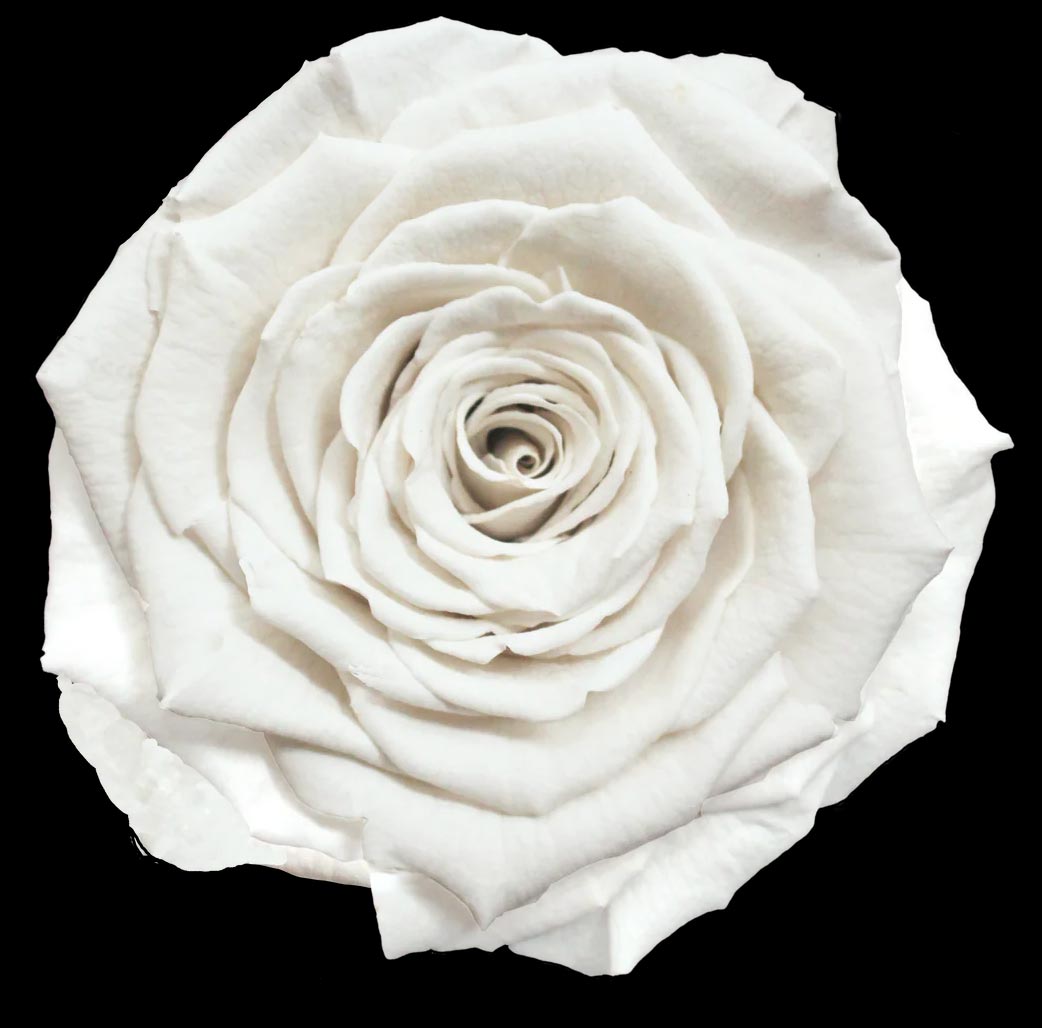 Luxury Long Stem Forever Rose Gift Box - PRESERVED ROSES