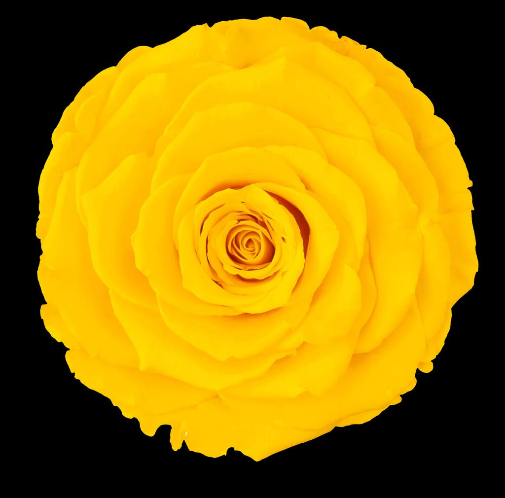 Luxury Long Stem Forever Rose Gift Box - PRESERVED ROSES