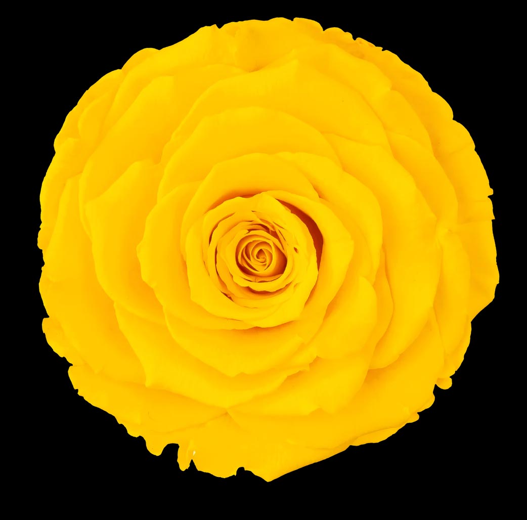 Luxury Long Stem Forever Rose Gift Box - PRESERVED ROSES