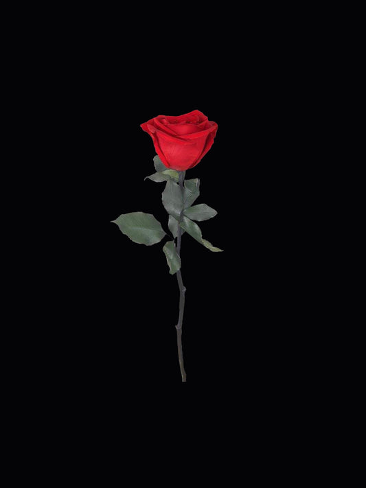 Single Stem Forever Rose