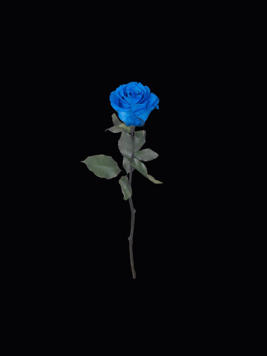 Single Stem Forever Rose