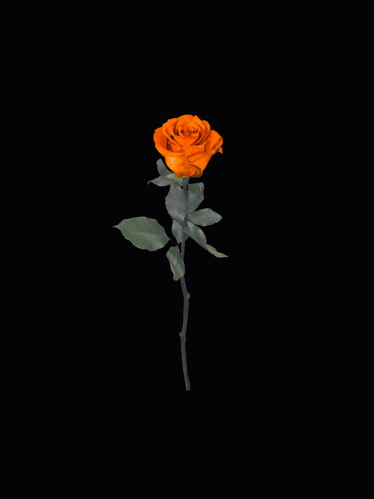 Single Stem Forever Rose
