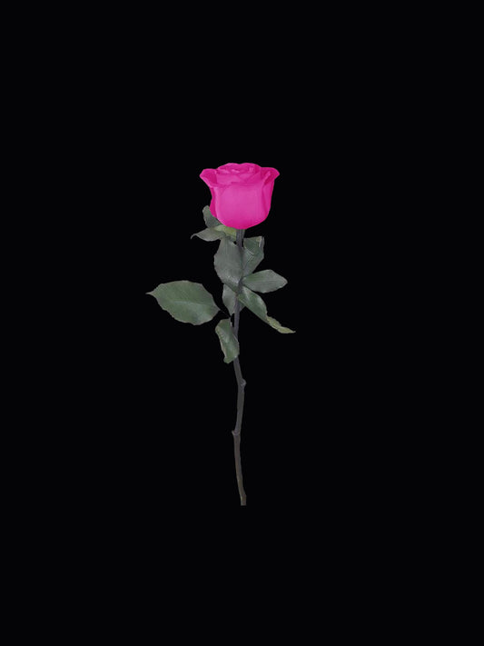 Single Stem Forever Rose