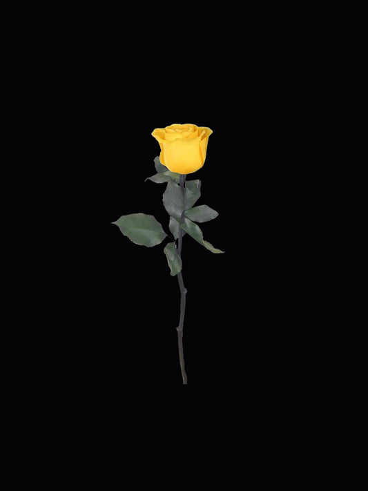Single Stem Forever Rose