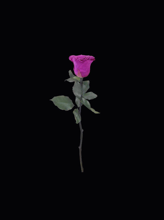 Single Stem Forever Rose
